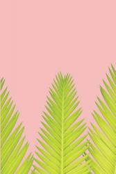 Pink Palm IV | Obraz na stenu