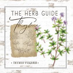 Herb Guide - Thyme | Obraz na stenu
