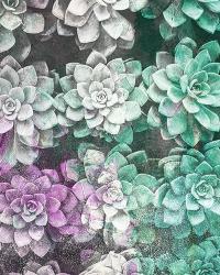Colored Succulents | Obraz na stenu