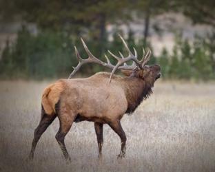 Bull Elk | Obraz na stenu