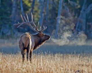 Bull elk | Obraz na stenu