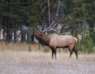 Bull Elk Bugling | Obraz na stenu