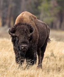 Bull Bison | Obraz na stenu