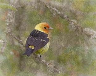 Western Tanager | Obraz na stenu