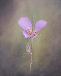 Sagebrush Mariposa Lily | Obraz na stenu