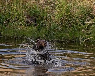 Black Bear Sow | Obraz na stenu