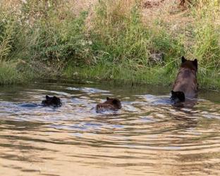 Black Bear Sow and Cubs | Obraz na stenu