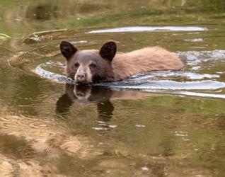 Black Bear Cub | Obraz na stenu