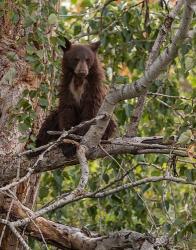 Black Bear Cub | Obraz na stenu