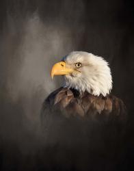 Bald Eagle | Obraz na stenu