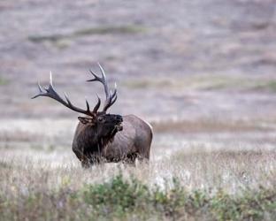 Bull Elk in Montana | Obraz na stenu