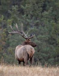 Bull Elk in Montana II | Obraz na stenu
