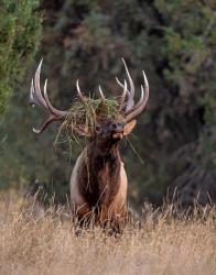 Bull Elk in Montana III | Obraz na stenu