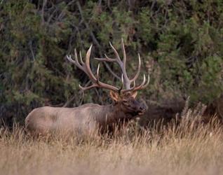 Bull Elk in Montana IV | Obraz na stenu