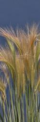 Cheat - Grass | Obraz na stenu