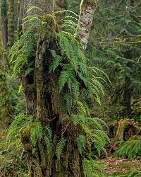 Ferns - Key Peninsula | Obraz na stenu