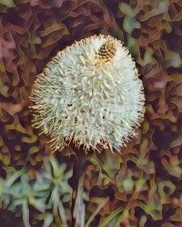 Gemstone Bear Grass | Obraz na stenu