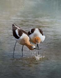 American Avocet II | Obraz na stenu