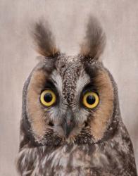 Long-Eared Owl | Obraz na stenu