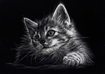 Kitten | Obraz na stenu