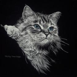Kitten II | Obraz na stenu