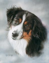 Australian Shepherd | Obraz na stenu