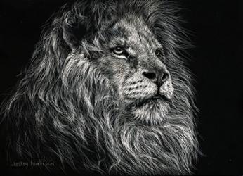 African Lion | Obraz na stenu