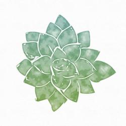 Green Succulent | Obraz na stenu
