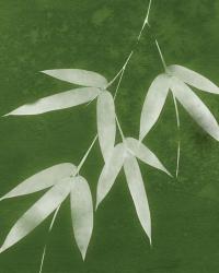 Green Spa Bamboo I | Obraz na stenu