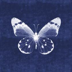 White Butterfly I | Obraz na stenu