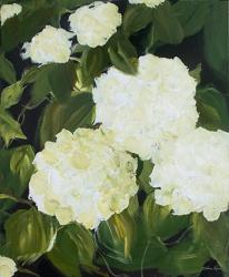 White Hydrangeas | Obraz na stenu