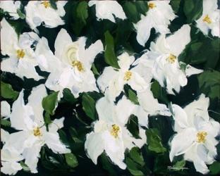 White Poinsettias | Obraz na stenu