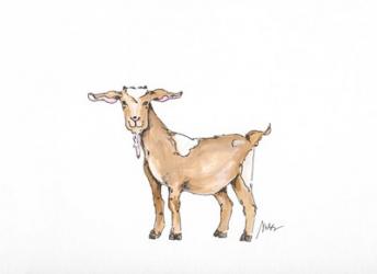 Goat | Obraz na stenu