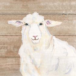 Sheep | Obraz na stenu