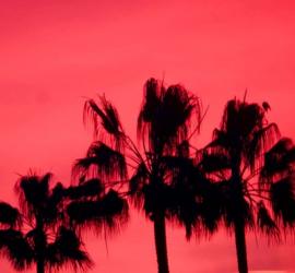 Neon Palm Trees III | Obraz na stenu