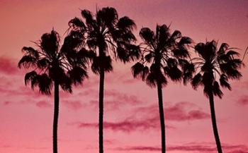 Pink Palms | Obraz na stenu