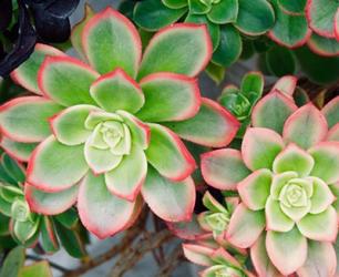 Succulent II | Obraz na stenu