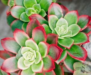 Succulent III | Obraz na stenu