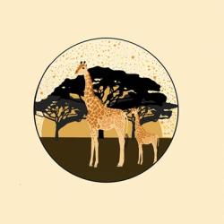 Giraffes | Obraz na stenu