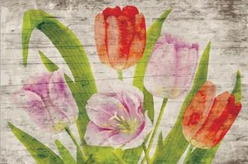 Tulips II | Obraz na stenu