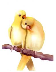 Yellow Parakeets | Obraz na stenu