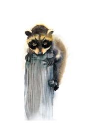 Baby Raccoon | Obraz na stenu