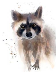 Raccoon | Obraz na stenu