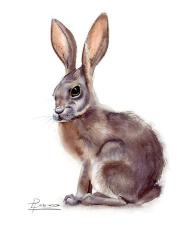 Rabbit | Obraz na stenu