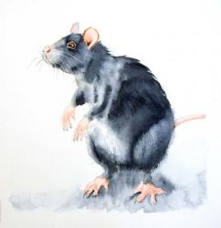 Rat II | Obraz na stenu