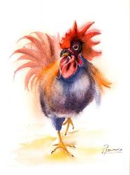 Rooster | Obraz na stenu