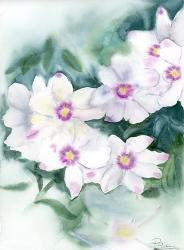 Purple Flowers | Obraz na stenu