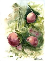 Pomegranate | Obraz na stenu