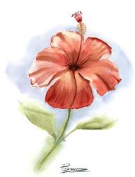 Red Flower | Obraz na stenu