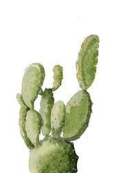 Cactus | Obraz na stenu